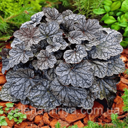 Гейхера 'Гліттер' (Heuchera 'Glitter') 1
