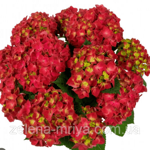 Горнензія крупнолистова «Брайт Ред» (Bright Red) 3
