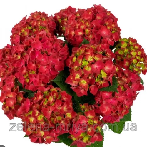 Гортензія великолиста «Брайт Ред» (Bright Red) 3