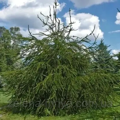 Ялина звичайна ‘Virgata’ саджанець 1