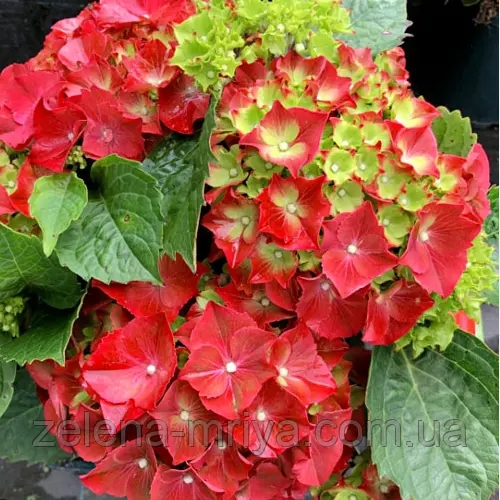 Гортензія великолиста «Брайт Ред» (Bright Red) 2