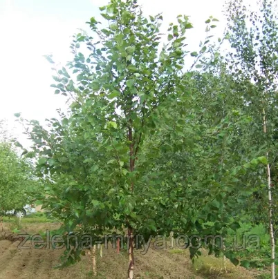Береза паперова 2