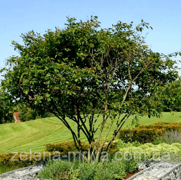 Ірга Ламарка Amelanchier lamarckii мультиштамб 2