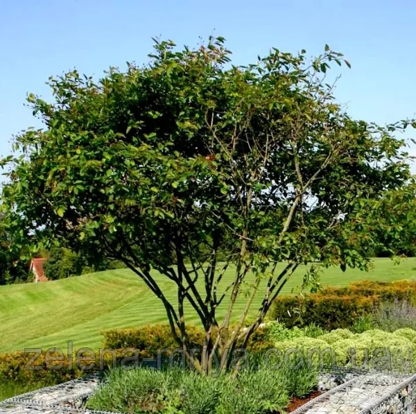 Ірга Ламарка Amelanchier lamarckii мультиштамб 2