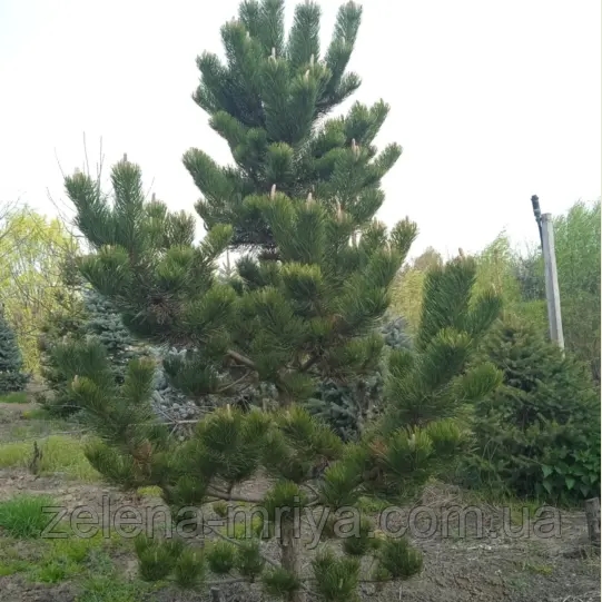 Сосна чорна Орегон Грін (Pinus nigra Oregon Green) 1