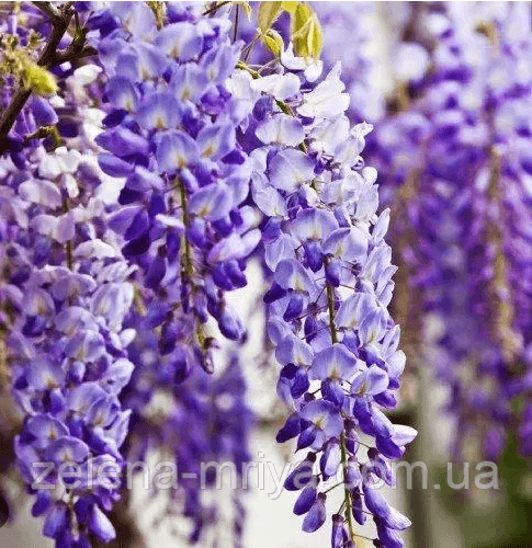 Гліцинія китайська (Sinensis) саджанець 180 см 2