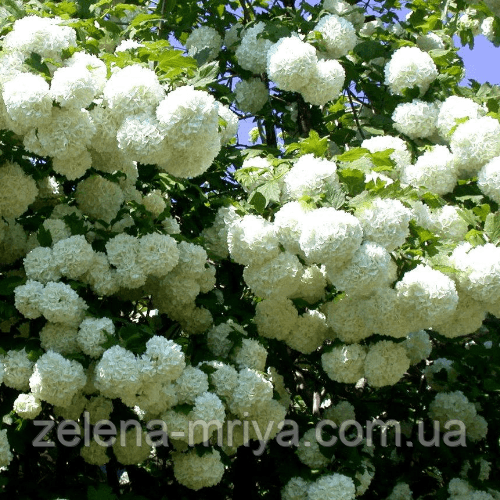 Калина звичайна "Розеум" (Roseum) 1 річна 2