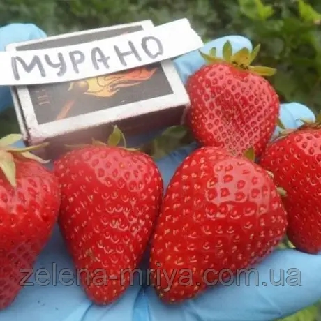 Полуниця "Мурано" (ремонтантний, великоплідний сорт) 1