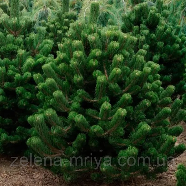 Сосна чорна Орегон Грін (Pinus nigra Oregon Green) 2