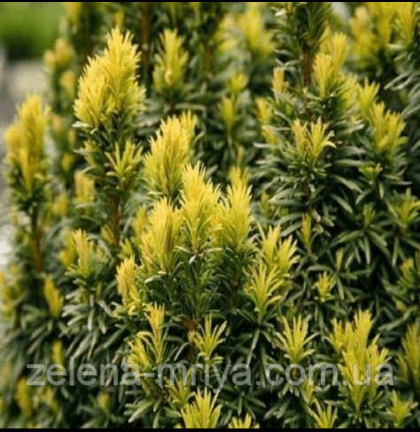 Тис ягідний «Елоу Ландер» (Taxus baccata 'Yellow Lander') 1