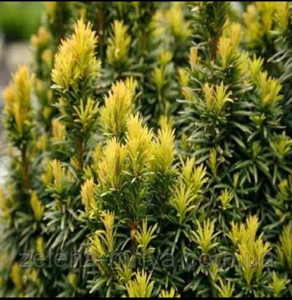 Тис ягідний «Елоу Ландер» (Taxus baccata 'Yellow Lander') 1