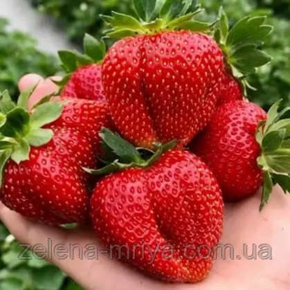 Полуниця великоплідна Брілла (касетна) 1
