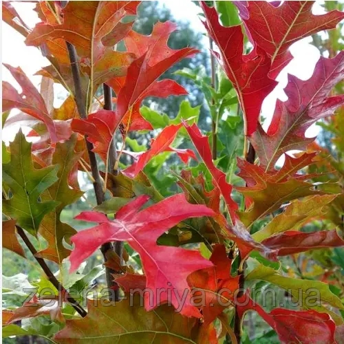 Дуб болотяний (Quercus palustris) 3 м 2
