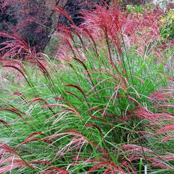 Міскантус китайський 'Ред Чіф' Miscanthus sinensis 'Red Chief' 2