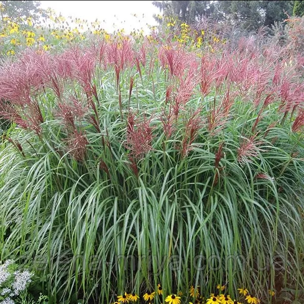Міскантус китайський 'Ред Чіф' Miscanthus sinensis 'Red Chief' 1