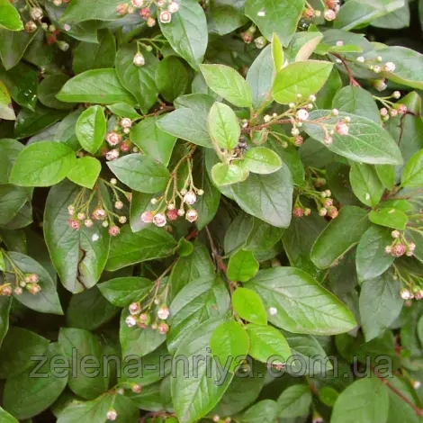 Кизильник блискучий (Cotoneaster lucidus) 2