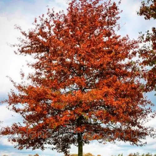 Дуб болотяний (Quercus palustris) 3 м 3