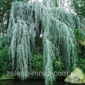Кедр Гімалайский Пендула Cedrus deodara Pendulaа 1м 1