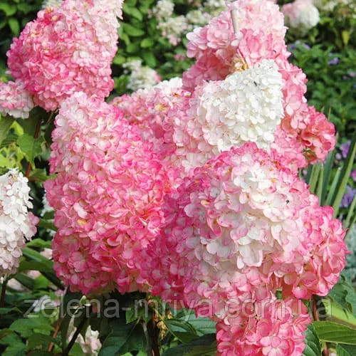Гортензія волотиста Пінк Леді (Pink Lady) 1