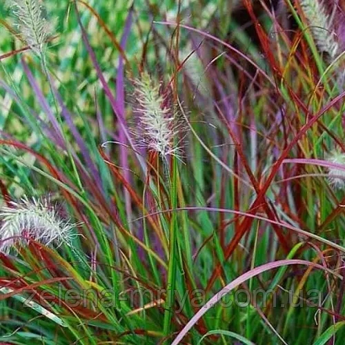 Пеннісетум 'Бургунді Банні' (Pennisetum alopecuroides 'Burgundy Bunny') 3