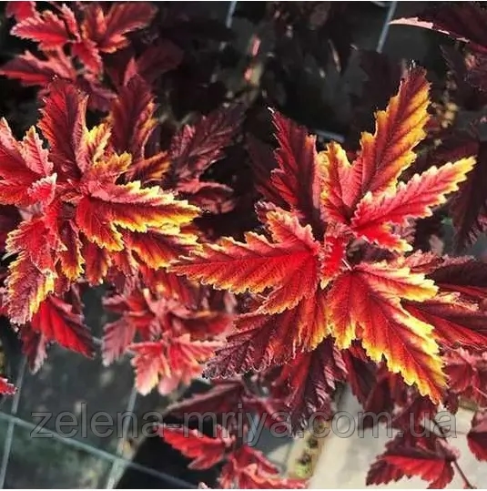 Пухироплідник «Літл Енджел» (Physocarpus opulifolius ‘Little Angel’) 2