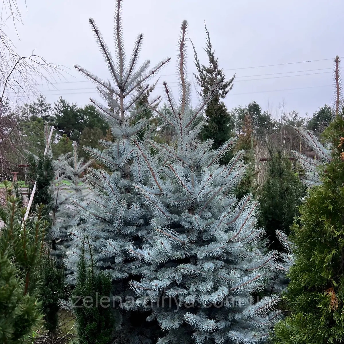 Ялина Блакитна Блю Даймонд (Blue Diamond) 1