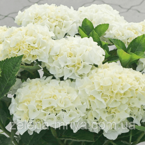 Гортензія великолиста Брайт Вайт (Bright White) 1