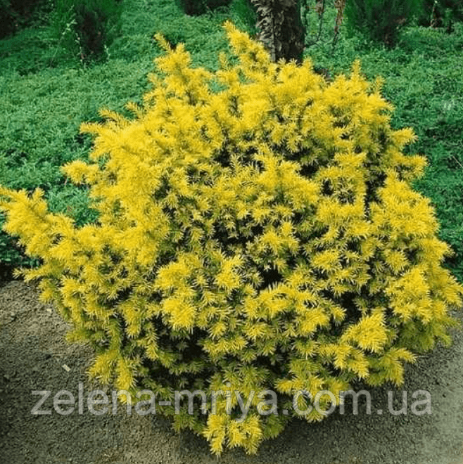 Тис ягідний «Елоу Ландер» (Taxus baccata 'Yellow Lander') 2