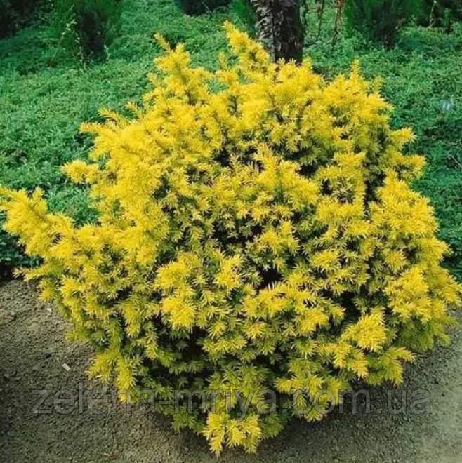 Тис ягідний «Елоу Ландер» (Taxus baccata 'Yellow Lander') 2
