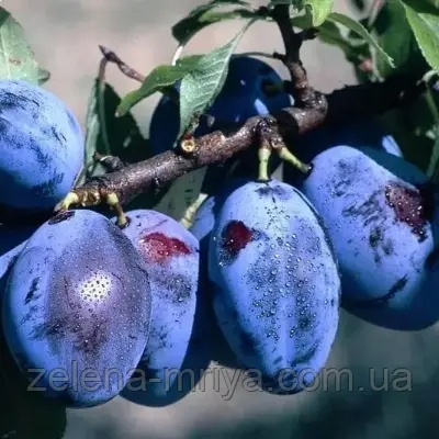 Слива Храмова пізня 2