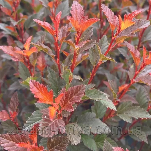 Пухироплідник «Сатч» (Physocarpus opulifolius ‘Such’) 2