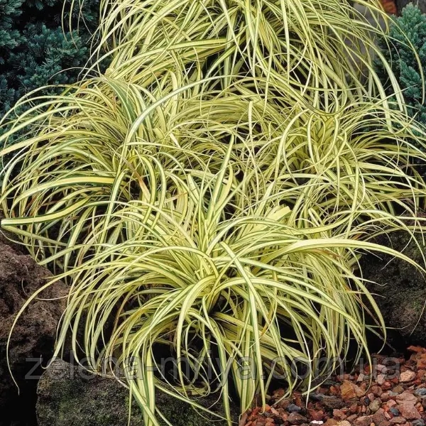 Осока Еверголд (Carex oshimensis 'Evergold') 2