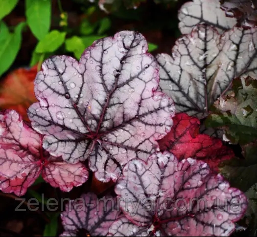 Гейхера 'Гліттер' (Heuchera 'Glitter') 2