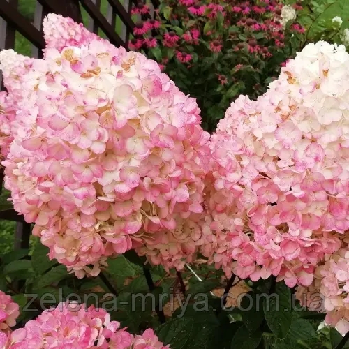 Гортензія волотиста Меджикал Світ Саммер (Magical Sweet Summer) 1