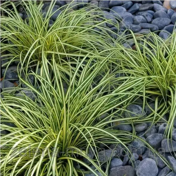 Осока Еверголд (Carex oshimensis 'Evergold') 1