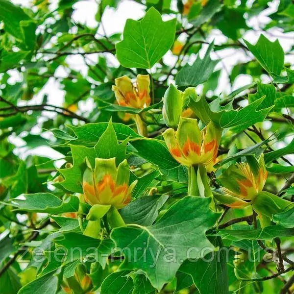 Тюльпанове дерево (Liriodendron tulipifera) 1