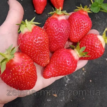 Полуниця великоплідна Брілла (касетна) 2