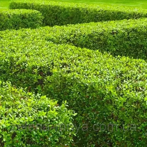 Кизильник блискучий (Cotoneaster lucidus) 1