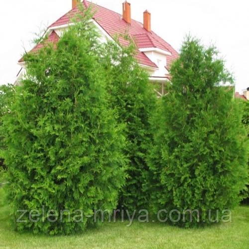 Туя західна Брабант 3