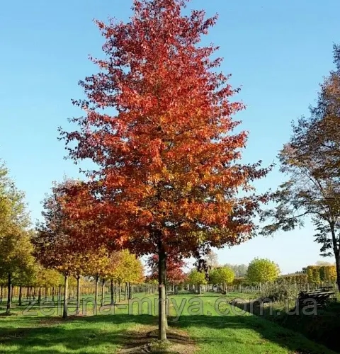 Дуб болотяний (Quercus palustris) 3 м 1