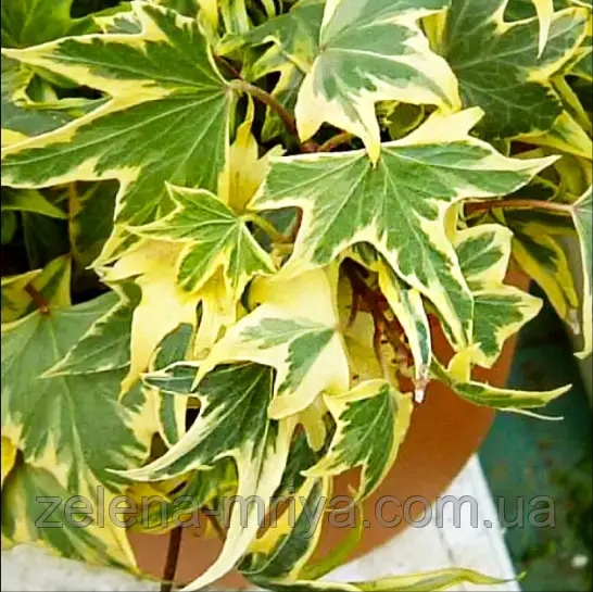 Плющ звичайний «Yellow Ripple» 1 л. контейнер 2