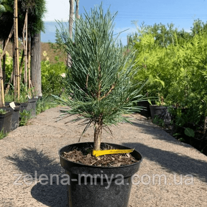 Сосна звичайна Ватерері (Watereri) 50 см. 10л 1