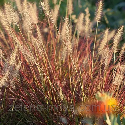 Пеннісетум 'Бургунді Банні' (Pennisetum alopecuroides 'Burgundy Bunny') 2