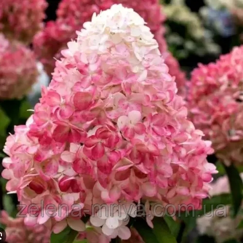 Гортензія волотиста Пінк Леді (Pink Lady) 2