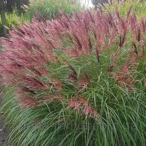 Міскантус китайський 'Ред Чіф' Miscanthus sinensis 'Red Chief' 3