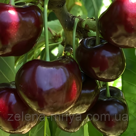 Черешня «Кармен» 1