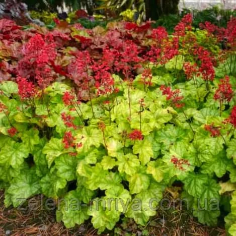 Гейхера 'Токіо' (Heuchera 'Tokyo')