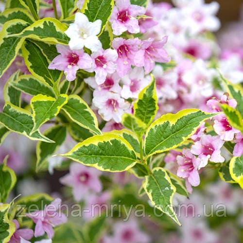 Вейгела Нана Варієгата ( Nana variegata)