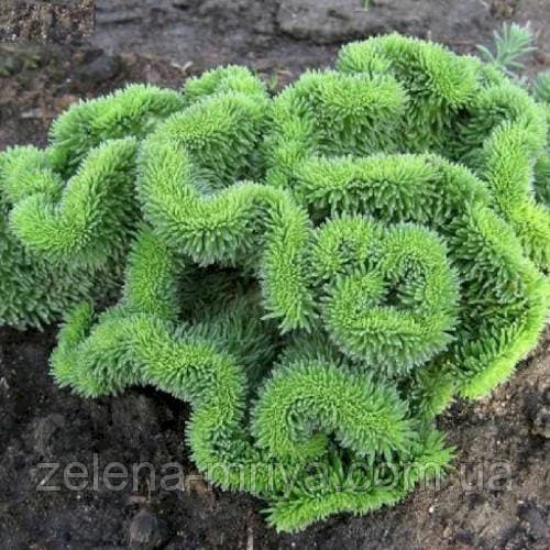 Очиток Крістатум (Sedum Cristatum)