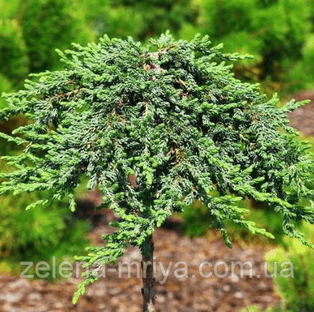 Ялівець звичайний "Грін Мантл" (Green Mantle) на штамбі